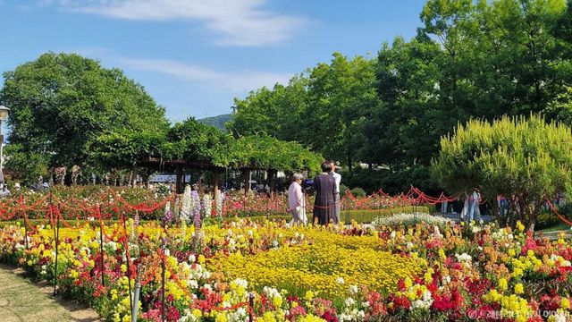 곡성 기차마을 장미공원 축제 현장. /사진=한국관광공사