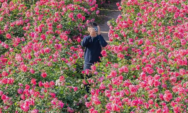 5월이면 전국 곳곳에서 장미 축제가 열린다. 사진은 중랑 서울장미축제. /사진=한국관광공사