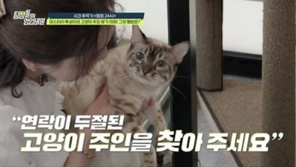 고양이 두 마리를 반려동물 호텔에 맡긴 주인이 9개월째 나타나지 않고 있는 충격 사건의 전말이 밝혀졌다. 사진은 반려동물 호텔에 맡겨진 고양이의 모습. /사진=채널A '탐정들의 영업비밀' 캡처