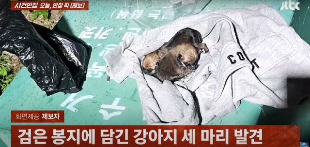 태어난 지 일주일밖에 되지 않은 새끼 강아지들이 의류 수거함에서 발견됐다. 사진은 제보자가 의류 수거함에서 발견된 새끼 강아지 모습. /사진=유튜브 사건반장 채널 캡처