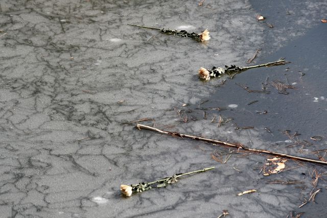 친구들을 구하고 물에 빠져 숨진 13세 고(故) 박건하군을 국가가 의사자로 지정했다. 사진은 박군이 친구들을 구하려다 숨진 대구 달성군 다사읍 서재리 한 저수지에 지난 16일 국화가 놓인 모습. /사진=뉴스1