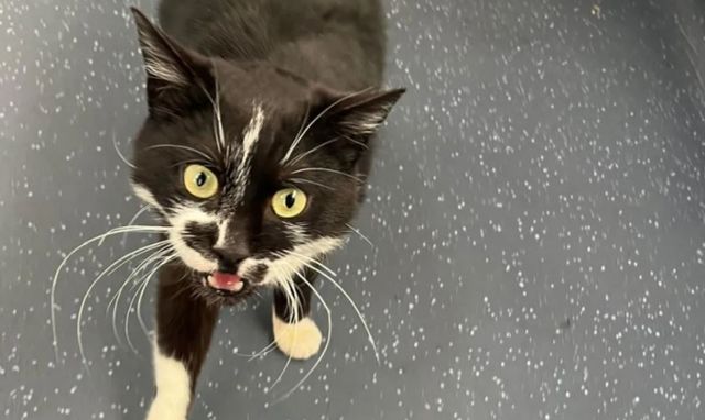 프랑스에서 실종됐던 고양이가 약 1년 만에 주인과 기적적으로 재회했다. 사진은 해당 고양이 모습. /사진=BBC