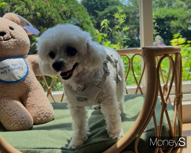 이나연씨의 반려견 순대는 올해로 12살이 된 노견이다. /사진=김서연 기자 