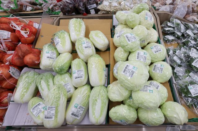 한 유치원생 학부모가 아이에게 배추를 먹이지 말아달라고 부탁했는데 교사가 양배추를 먹였다며 분노한 모습을 보였다. 사진은 지난 3월23일 서울 시내 한 대형마트에 진열된 배추(왼쪽)와 양배추의 모습. /사진=뉴스1