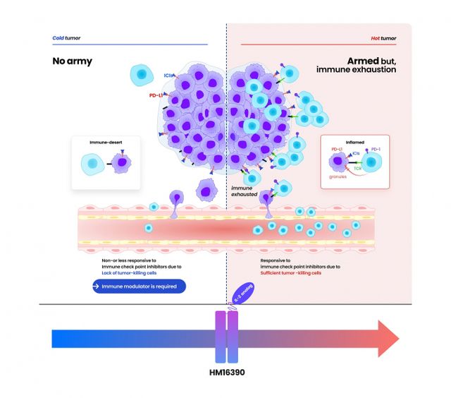 한미약품이 HM16390과 키트루다의 병용요법 임상시험을 위한 계약을 체결했다. 사진은 한미약품 홈페이지에 소개된 HM16390의 작용기전. /사진=한미약품 