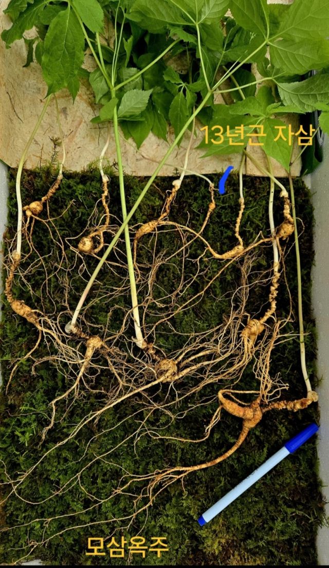 전남 순천 모후산에서 100년금 천종산삼이 발견돼 화제다. 사진은 전남 순천 모후산에서 발견된 천종산삼의 모습. /사진=뉴스1(한국전통심마니협회 제공)
