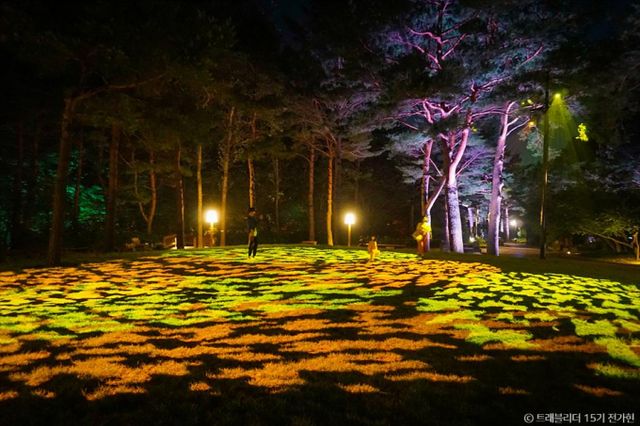밤이면 낮과 매우 다른 분위기를 연출하는 강릉솔향수목원의 모습. /사진=한국관광공사