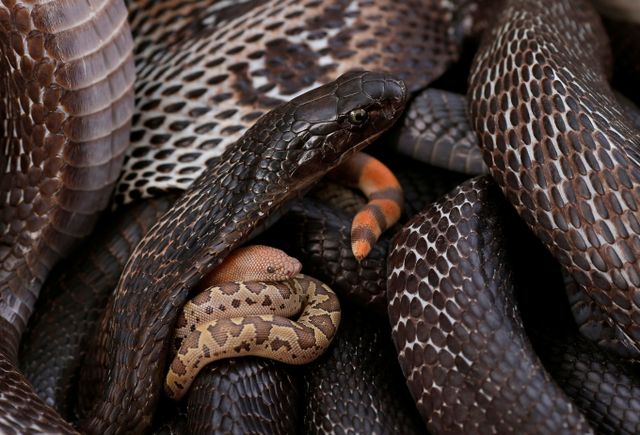 인도 한 학교에서 죽은 뱀이 발견된 급식이 학생들에게 그대로 제공됐다. 사진은 2016년 11월11일 인도 중부 우타르프라데시 주 바그푸르 마을에서 발견된 뱀의 모습. /사진=로이터 