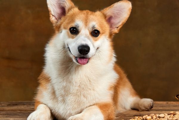 경기 의정부시 한 오피스텔에서 웰시코기가 추락해 사망했다. 사진은 기사의 이해를 돕기 위한 웰시코기 자료 사진. /사진=이미지투데이