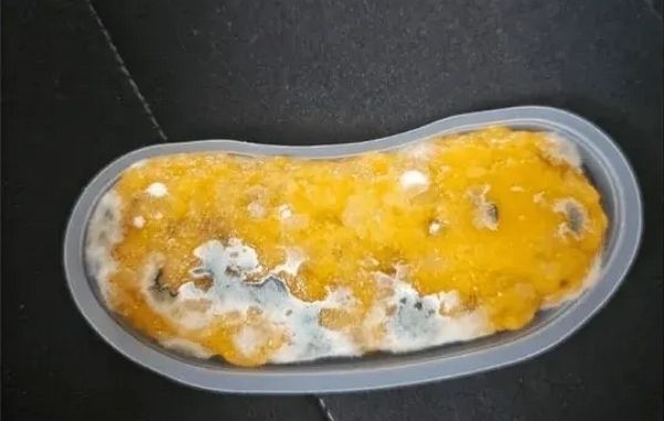 빽다방이 판매하는 신상 디저트에서 곰팡이가 발견됐다. 사진은 대학생 익명 커뮤니티 '에브리티암'에 올라온 빽다방 신상 디저트 가바밥알떡에 곰팡이가 발견된 모습. /사진=에브리타임 캡처