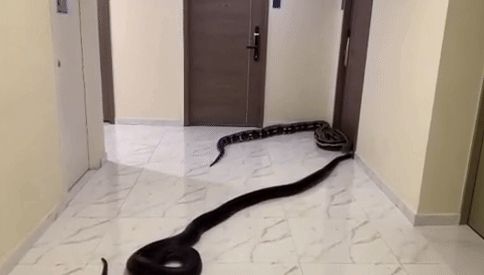 태국 방콕 한 아파트에서 한 남성이 반려견 소음을 방치한 이웃에 대응하기 위해 대형 뱀을 복도에 풀었다. 사진은 아카라폰 와나손이 올린 영상의 모습. /사진=와나손 페이스북 캡처