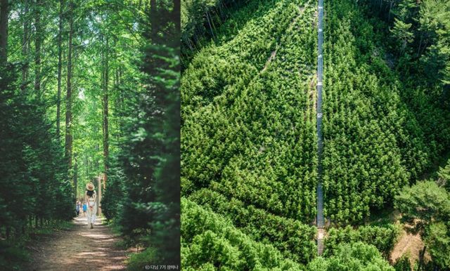 울창한 영덕 벌영리 메타세쿼이아 숲. /사진=한국관광공사