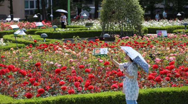 부산 기장군 윗골공원에서 양산을 쓴 시민들이 형형색색의 장미를 구경하고 있다./사진=뉴스1