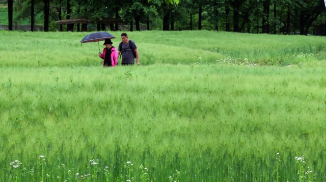 27일 전국이 대체로 맑고 강원권과 경상권에 소나기가 내릴 것으로 예측된다. 사진은 지난 16일 우산을 쓴 시민들이 인천 남동구 인천대공원 어울정원 청보리밭을 걷고 있는 모습. /사진=뉴시스