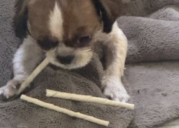 3일만 봐 달라며 반려견을 맡겼던 주인이 잠적했다는 사연이 화제다. 사진은 당근에 올라온 게시물 속 강아지의 모습. /사진=온라인 커뮤니티 캡처