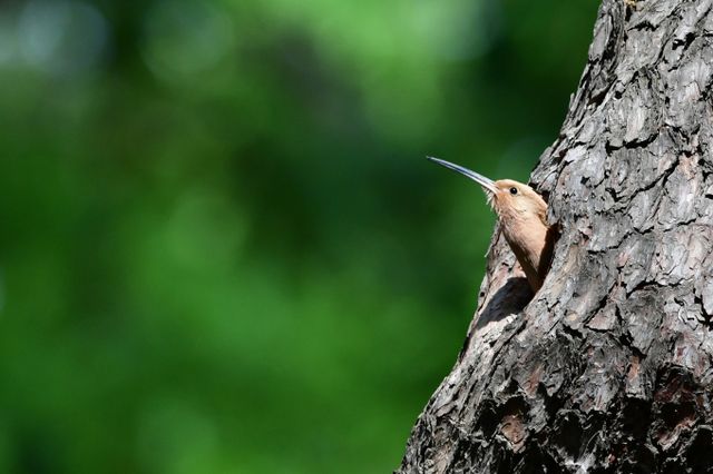 가정의 달 5월 첫 날인 지난 1일 경북 경주시 황성공원 고목에 둥지를 튼 후투티가 둥지 밖을 살피고 있다. /사진=경주 뉴스1 최창호 기자