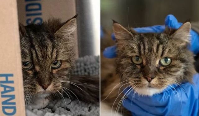  미국에서 차량이 약 115m 절벽 아래로 추락하는 사고가 발생해 탑승자 두 명이 사망한 가운데 함께 있던 고양이는 기적적으로 살아남았다. /사진=베스트프렌즈 동물 협회