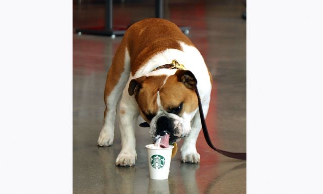 대한상공회의소와 산업통상자원부는 30일 '산업융합 규제샌드박스 심의위원회'를 열고 '반려동물 사료 즉석조리·판매 서비스' 등 66건의 실증 특례를 승인했다. 이에 따라 스타벅스에서 반려견을 위한 음료를 개발할 예정이다. /사진=크리에이티브 커먼스