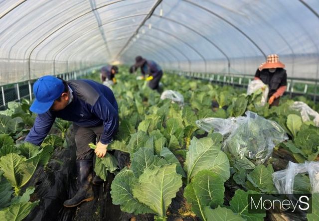 당일 출하를 위해 수확에 한창인 케일밭의 모습. /사진=황정원 기자