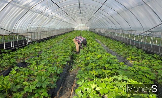 명일엽밭에서 김을 매고 있는 원대일 대표. /사진=황정원 기자