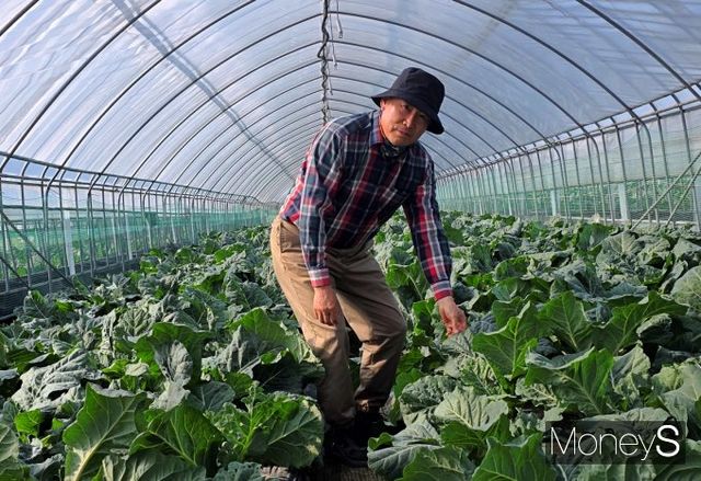 강원도 원주에서 명일엽과 케일 농장을 운영하는 원대일 대표는 풀무원녹즙과 30년간 계약재배를 지속해온 베테랑 유기농사꾼이다. /사진=황정원 기자
