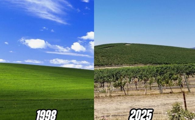 윈도XP의 배경화면이었던 블리스의 실제 장소 소노마 카운티의 초록색 언덕이 포도밭으로 바뀌었다는 소식이 전해졌다. 사진은 윈도우XP 배경화면으로 사용된 사진 '블리스'와 실제 촬영지의 현재 모습(오른쪽). /사진=데일리메일 홈페이지 캡처