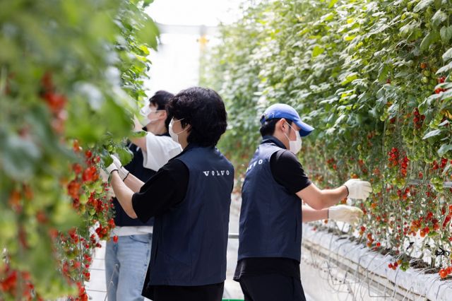 볼보코리아 임직원이 국내 최초 스마트팜 기반의 발달장애 청년 일터 '푸르메소셜팜'에서 최근 임직원 봉사활동을 진행했다. /사진=볼보코리아