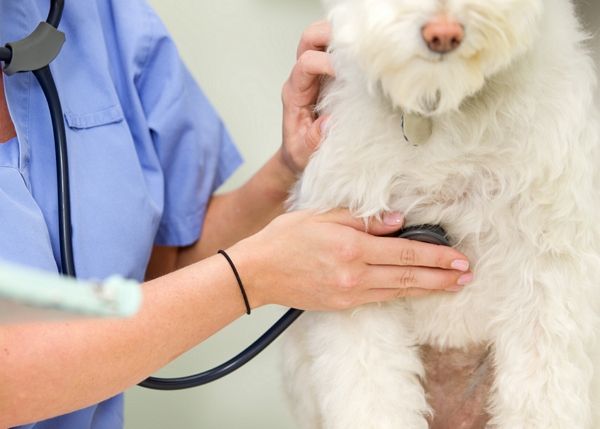 피부염 앓는 반려견의 사료를 바꿨다가 남편과 부부싸움했다는 여성의 사연이 전해졌다. 사진은 기사의 이해를 돕기 위한 삽화. /삽화=이미지투데이