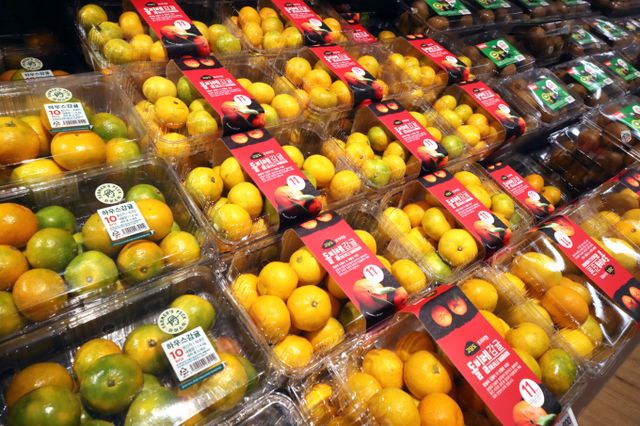  착색 부진과 외형 불량으로 최종 감귤 생산량은 2차 조사 때보다 현저하게 줄어들었다. 사진은 지난해 10월 서울 시내 한 대형마트에 감귤이 진열돼 있는 모습. /사진=뉴스1