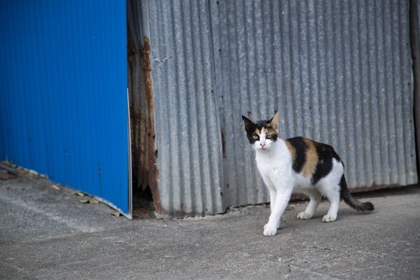 자신이 운영하는 캠핑장 쓰레기봉투를 찢는다는 이유로 길고양이를 학대하고 죽인 70대가 벌금형을 선고받았다. 사진은 기사 내용과 직접적인 관련이 없음. /사진=이미지투데이