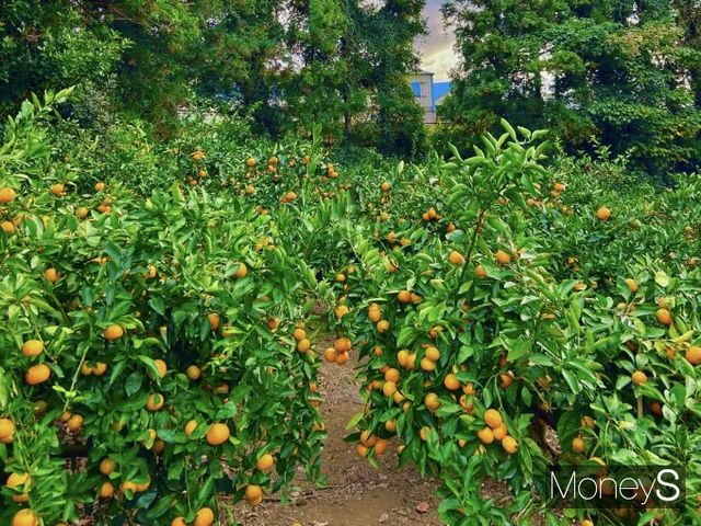 감귤 농사를 짓는 김씨는 득표 계산에만 몰두하는 후보가 아니라, '농업의 지속가능성' 즉, 식량 주권을 지킬 후보를 원한다고 강조했다. 사진은 지난해 11월경 제주 서귀포시의 한 감귤밭 사진으로 감귤의 외형 불량이 많았다. /사진=김성아 기자