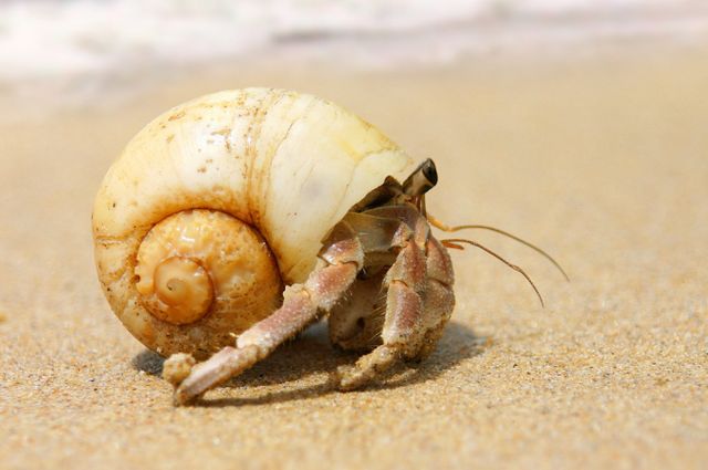 일본 남부 아마미오섬에서 중국인들이 국가 천연기념물 '소라게'를 가방에 숨겨 밀반출하려다 경찰에 검거됐다. 사진은 기사내용과 무관함. /사진=클립아트코리아