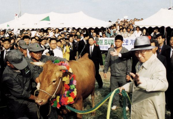 1998년 6월16일 정주영 현대그룹 명예회장이 소떼를 끌고 휴전선을 넘었다. 사진은 1998년 6월16일 소떼 방북을 앞두고 서산농장에서 키운 통일소를 끌고 있는 정주영 현대그룹 명예회장 모습. /사진=머니투데이