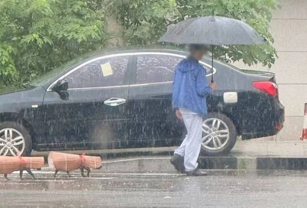 사진은 견주가 만들어준 특별한 우비를 입은 강아지 두 마리가 산책하는 모습. /사진=온라인 커뮤니티 캡처