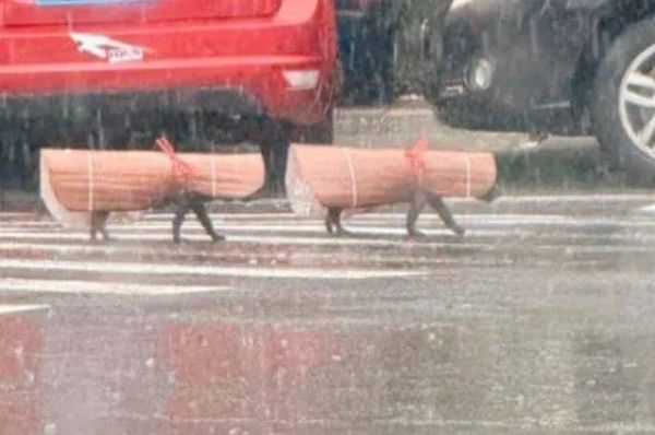 궂은 날씨에도 산책 하고 싶은 강아지를 위해 견주가 특별한 우비를 선물했다. 사진은 견주가 만들어준 특별한 우비를 입은 강아지 두 마리가 산책하는 모습. /사진=온라인 커뮤니티 캡처