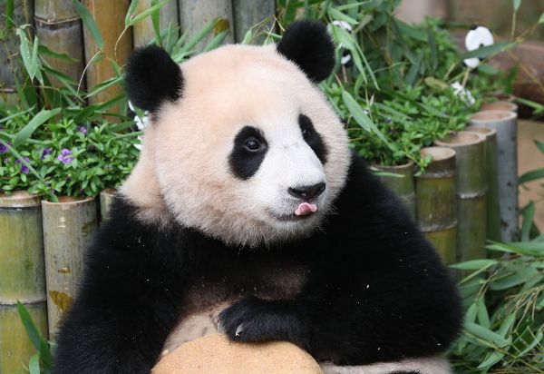 중국 송환 이후 꾸준히 건강이상설이 제기된 자이언트판다 푸바오에 대해 '할부지' 강철원 사육사가 입장을 밝혔다. 사진은 지난해 에버랜드 사육장에 있는 푸바오 모습. /사진=뉴스1