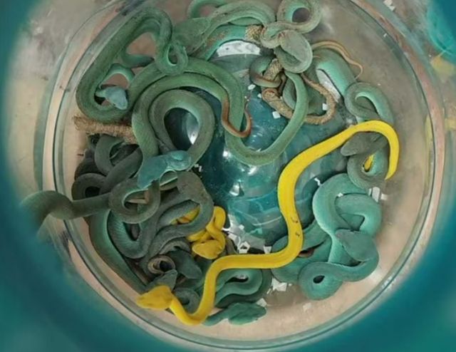 태국에서 독사 수십마리를 들어오려던 밀수업자가 인도 세관에게 붙잡혔다. 사진은 세관에게 잡힌 밀수업자가 수화물에 숨긴 독사들의 모습. /사진=뭄바이 세관 엑스(X·옛 트위터) 캡처