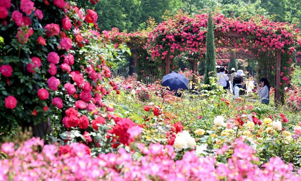 대선 당일인 3일은 낮 최고기온이 27도까지 오르는 등 다시 무더위가 시작되겠다. 사진은 낮 최고기온이 30도를 나타낸 지난 1일 인천 연수구 송도국제도시 해돋이공원 장미원을 찾은 시민들이 활짝 핀 장미를 보며 산책을 하고 있는 모습. /사진=뉴시스