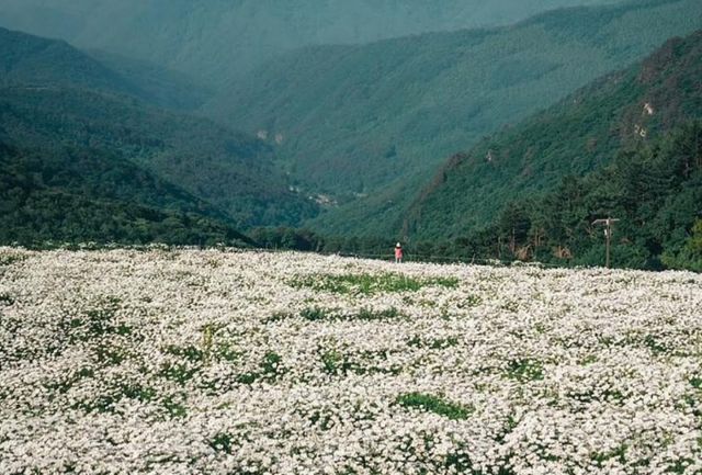 6월부터 7월은 샤스타데이지가 제철이다. 강원도 평창과 횡성으로 로맨틱한 여행을 떠나보자. 사진은 평창 육백마지기의 샤스타데이지 평원. /사진=한국관광공사