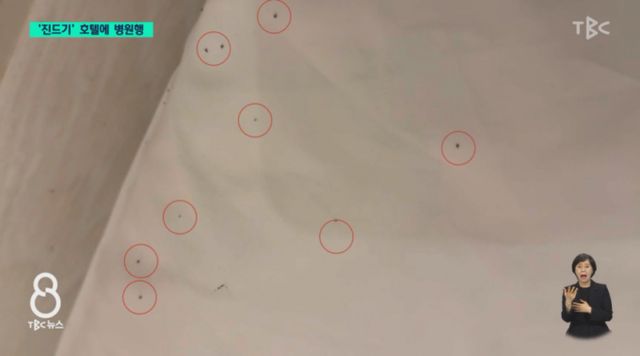 최근 대구 한 관광호텔에서 투숙한 일가족이 객실 이불 위에 붙은 진드기떼에 온 몸이 물리는 봉변을 당했다. /사진=TBC 방송캡처