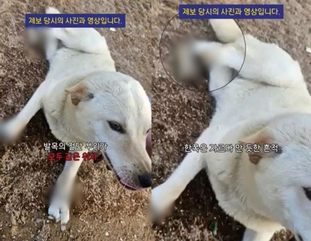발목 4개를 모두 절단당한 진돗개가 발견돼 충격을 주고 있다./사진=동물권 단체 '케어' SNS 캡처