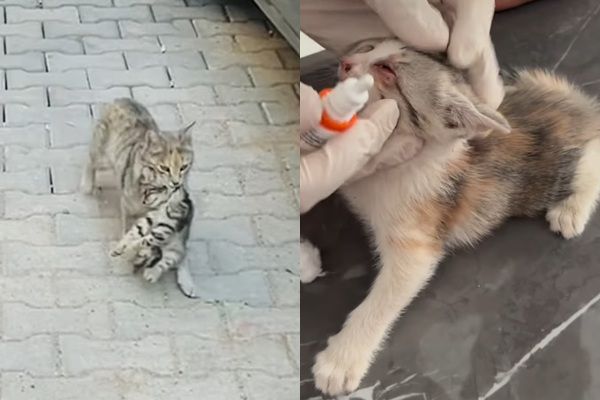 어미 길고양이가 아픈 새끼를 입에 물고 동물병원을 찾아온 사연이 세계인들의 이목을 끌고 있다. 사진은 아픈 새끼 고양이를 입에 물고 동물병원으로 향하는 어미 고양이의 모습. /사진=인스타그램