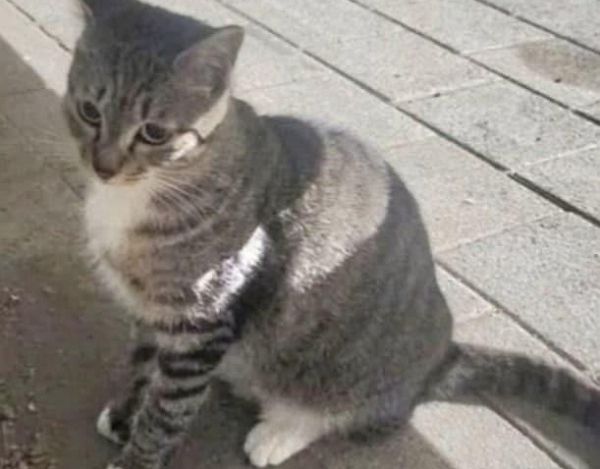 캣맘이 길고양이를 입양한 사람을 향해 분노 글을 남겼다가 되레 누리꾼에게 질타 받았다. 사진은 길고양이의 모습. /사진=온라인 커뮤니티 캡처