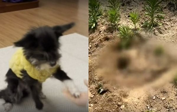 10년 넘게 키운 반려견이 갑자기 사라져 추적에 나선 끝에 이웃의 손에 처참하게 죽은 사실이 드러났다. 사진은 사고를 당한 반려견 꼬미 모습과(왼쪽) 꼬미가 밭 속에 파묻힌 모습. /사진=JTBC 캡처