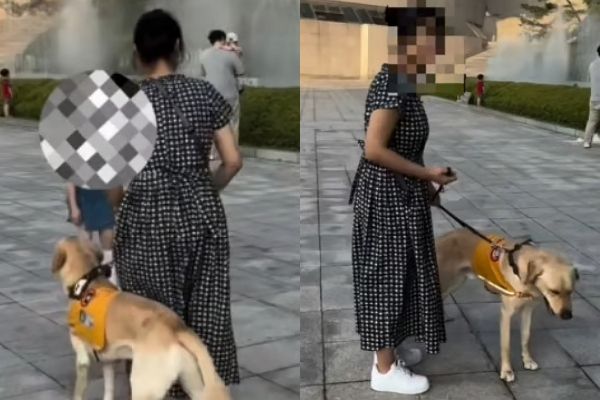예비 안내견을 교육중인 퍼피워커가 외출했다가 황당한 요구를 받고 하소연했다. 사진은 예비 안내견을 교육중인 퍼피워커의 모습. /사진=온라인 커뮤니티 캡처