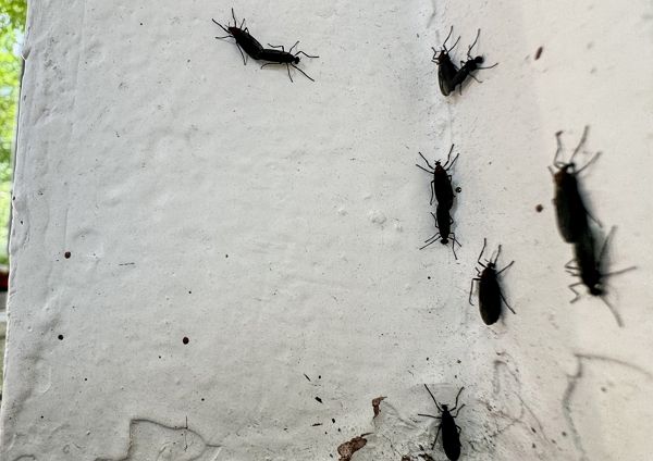 초여름 불청객인 러브버그가 출몰하기 시작한 가운데 시민들이 불쾌감을 호소했다. 사진은 서울 도심에 출몰한 러브버그의 모습. /사진=뉴스1