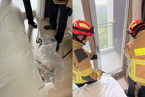 강원 양양군 한 호텔에서 뱀이 발견됐단 신고가 접수돼 소방 당국이 출동하는 소동이 벌어졌다. 사진은 호텔에서 발견된 볼파이톤./사진=뉴스1(강원도소방본부 제공)