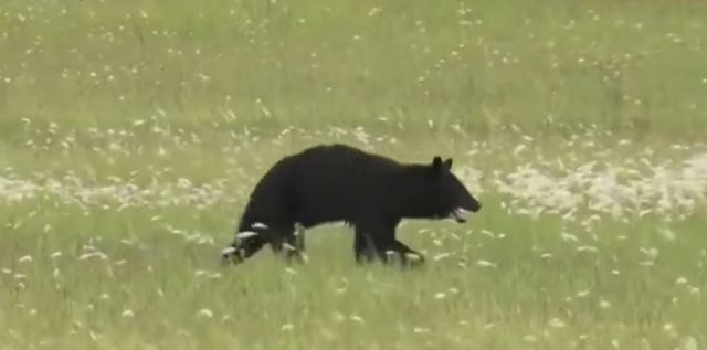 일본 야마가타현 야마가타 공항에 곰이 출몰해 공항 활주로가 폐쇄됐다. 사진은 야마가타 공항에서 포착된 곰의 모습. /사진=니혼TV 유튜브 캡처