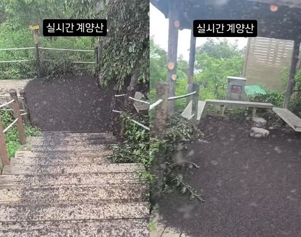 인천 계양산에서 러브버그 떼가 대량 목격됐다. 사진은 인천 계양산에서 목격된 러브버그 모습. /사진=온라인커뮤니티 캡처