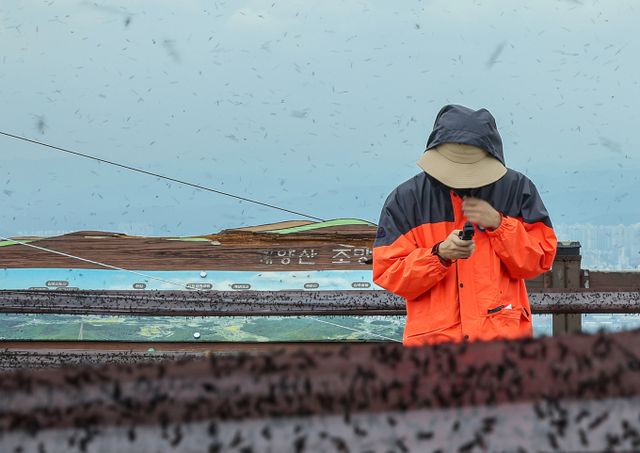 일명 '러브버그'로 불리는 붉은등우단털파리는 '맛'이 없어 천적도 없는 곤충으로 드러났다. 사진은 지난달 30일 오후 인천 계양구 계양산 정상에 붉은등우단털파리(러브버그) 무리가 대량 출몰해 등산객들이 불편을 겪는 모습. /사진=뉴스1
